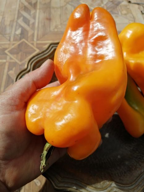  - SEMINTE ARDEI - A 27 SOLNTSE VSELENNOY PAPRIKA