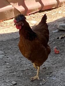 FD35400C-0A46-442D-BFB1-E73A4C5D05D4 - Puisori 2021