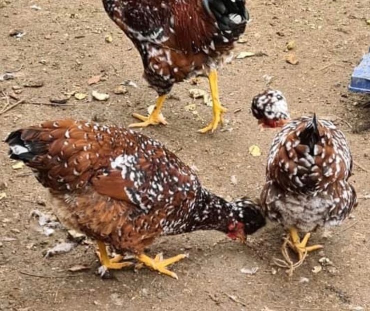 ADFA2477-22F0-45A8-A1A3-6BAF8B660C8F - Puisori 2021