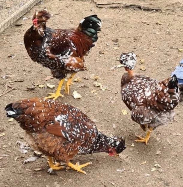 BCE4772C-6C1F-4322-BC6A-C989DB1EE624 - Puisori 2021