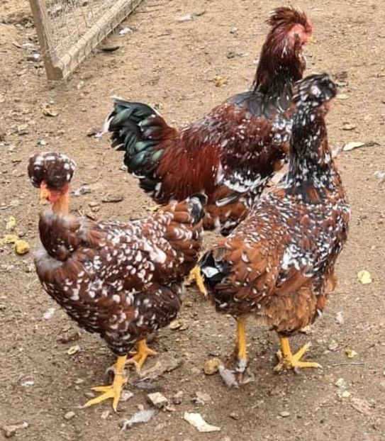 EE0F2110-DC26-4A2A-B334-1E6E1B85B1B1 - Puisori 2021