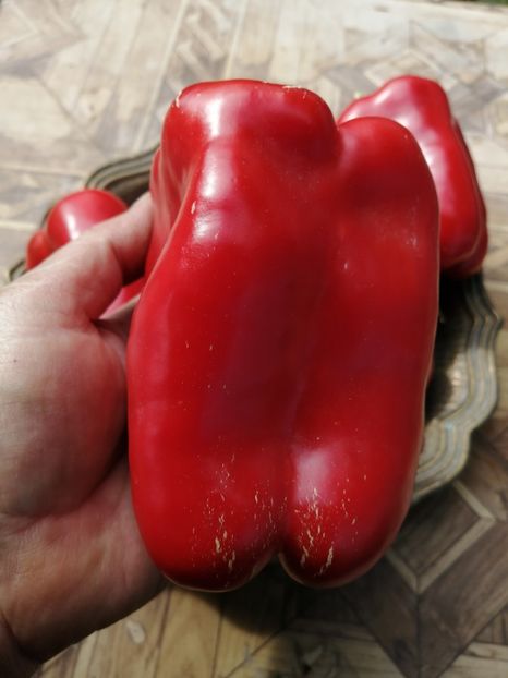  - SEMINTE ARDEI - A 38 PADISHAH PAPRIKA