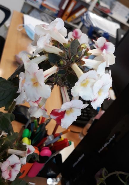  - 001 2021 - White Angel xA