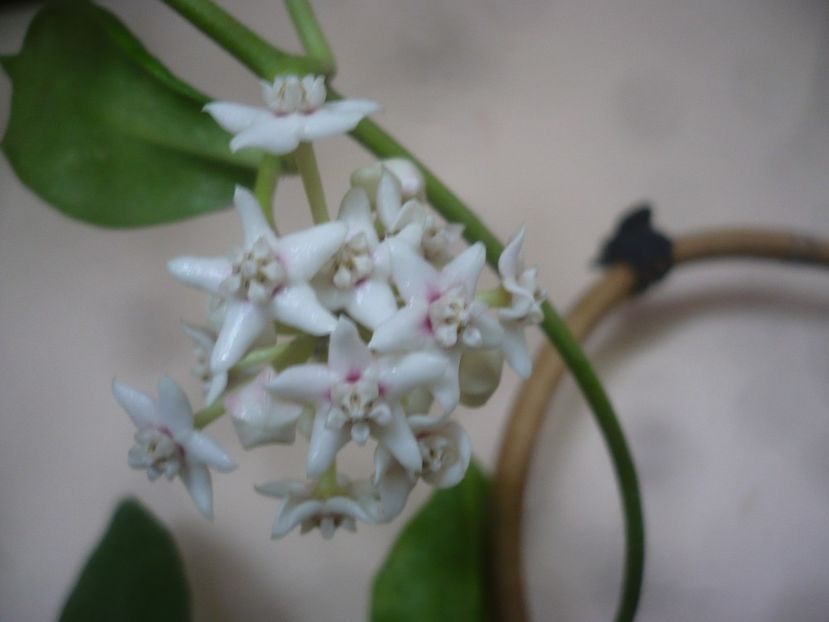 11.10.2021 - HOYA 2021-3