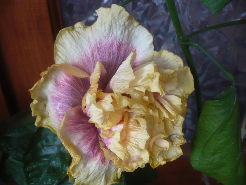 11.10.2021 - DPs Purple Rainbow