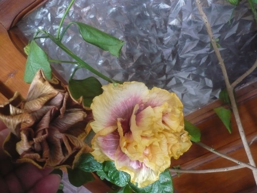 P1510241 - DPs Purple Rainbow