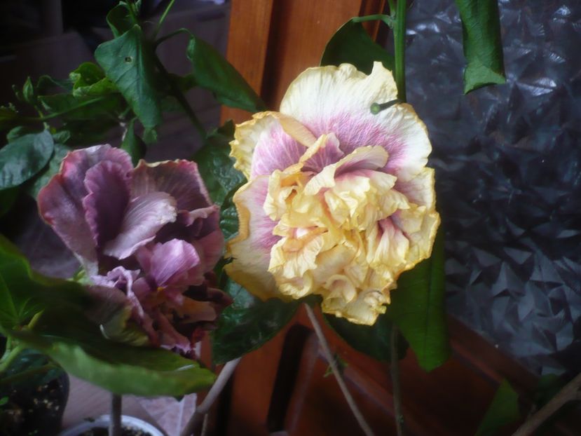 P1510251 - DPs Purple Rainbow