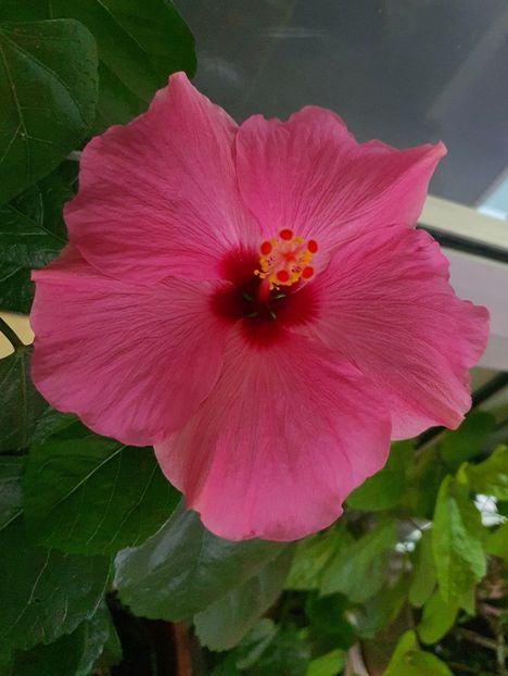  - Hibiscus