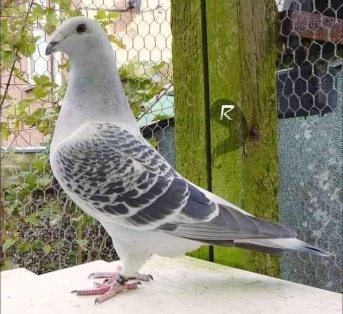  - Nu îmi aparțin 3