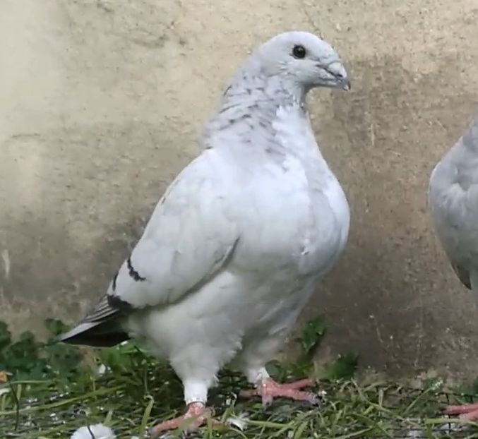 PL21-JRS43 - b- SAMICZKI-Females