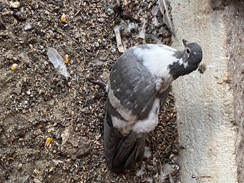 00EFEC04-3F9E-4196-B335-9F9772AAFE96 - Vargati cu dunga alba