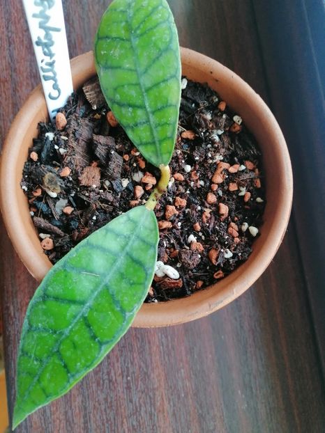Inceputuri - Adenium Hoya si alte plante suculente
