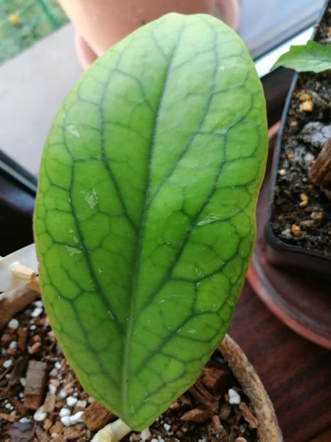 Idem - Adenium Hoya si alte plante suculente