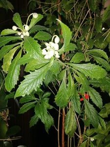  - Clerodendron Macrosiphon Do-Re-Mi plant