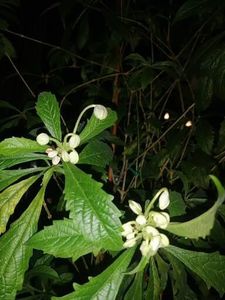  - Clerodendron Macrosiphon Do-Re-Mi plant