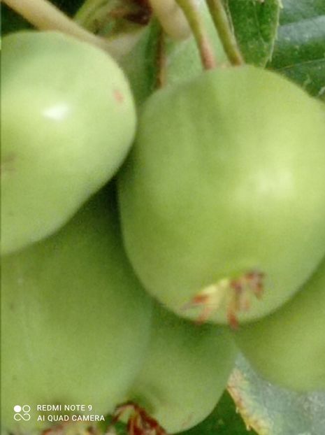 floare de cactus 050 - ProVegan
