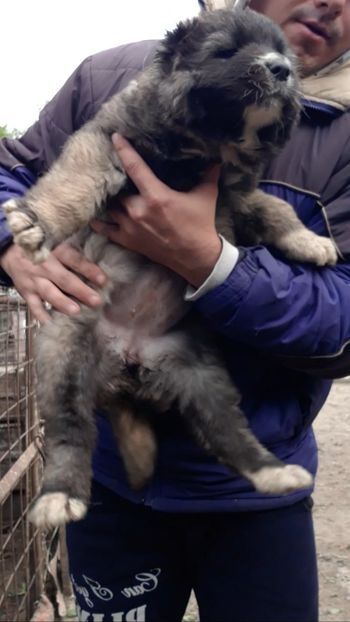  - Ciobanesc caucazian Pui