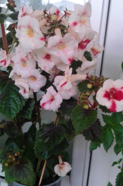 20211012_110951-2 - 0000 ACHIMENES