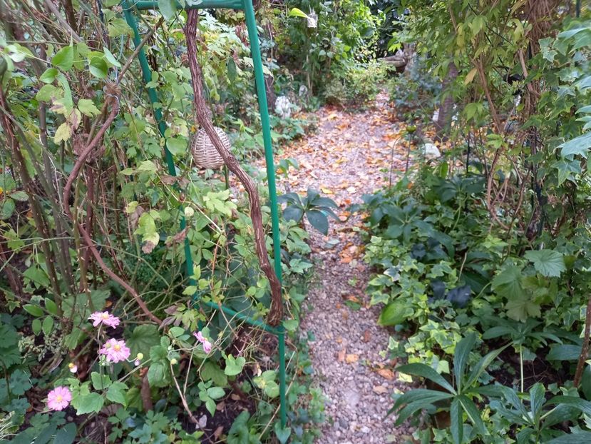  - Grădina 2021 continuare 2