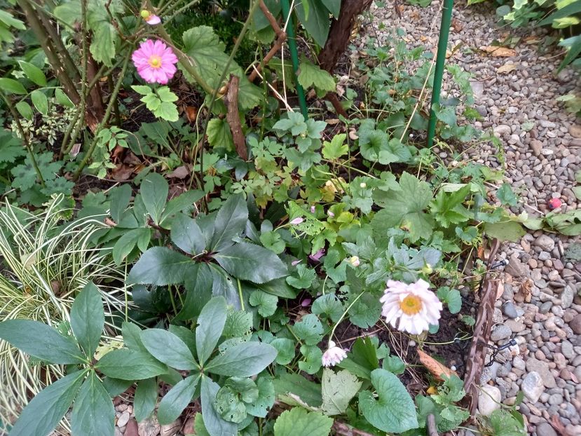  - Grădina 2021 continuare 2