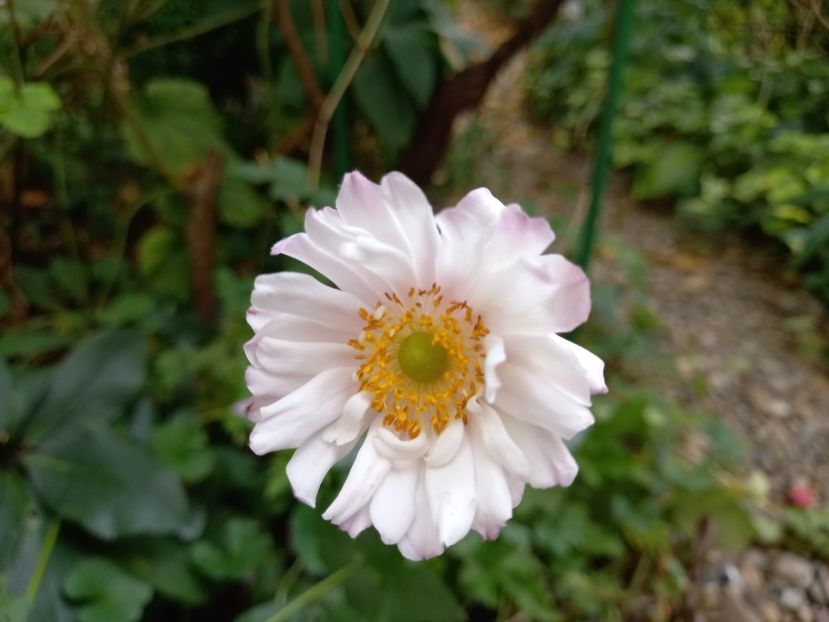 Anemona "Mont Rose" - Grădina 2021 continuare 2