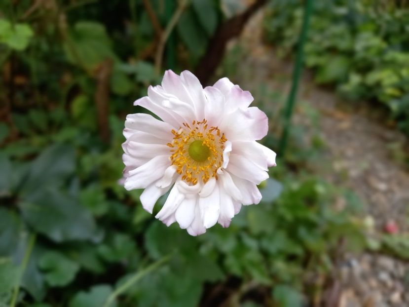  - Grădina 2021 continuare 2