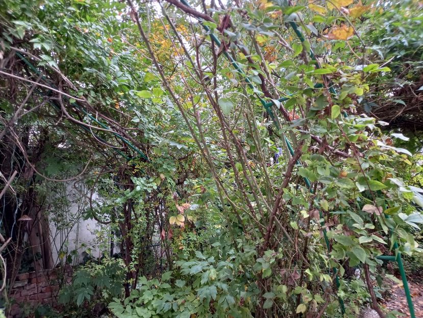  - Grădina 2021 continuare 2