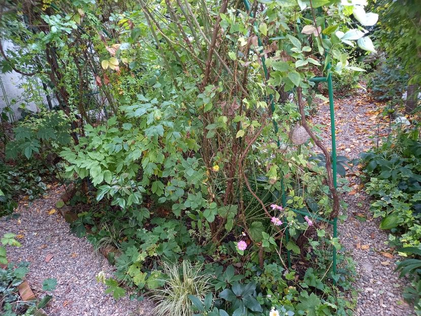  - Grădina 2021 continuare 2