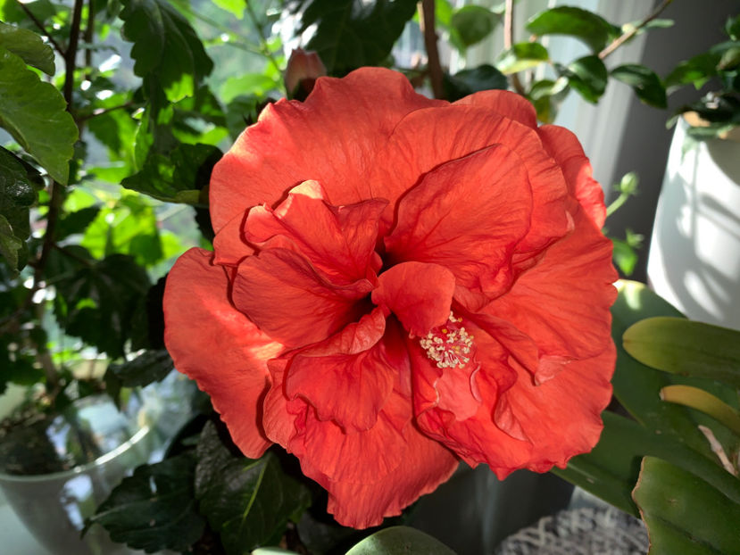  - Plante de interior 2021