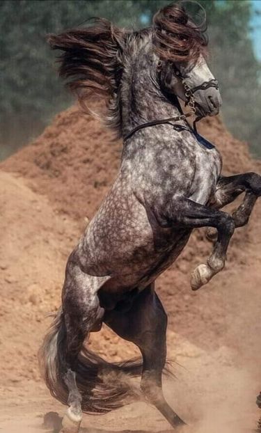  - Cai animale nobile