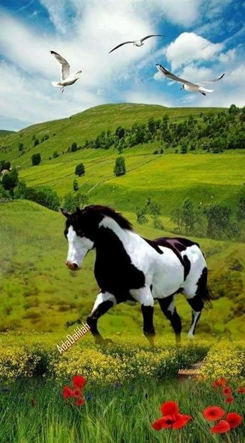  - Cai animale nobile