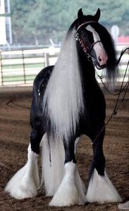  - Cai animale nobile
