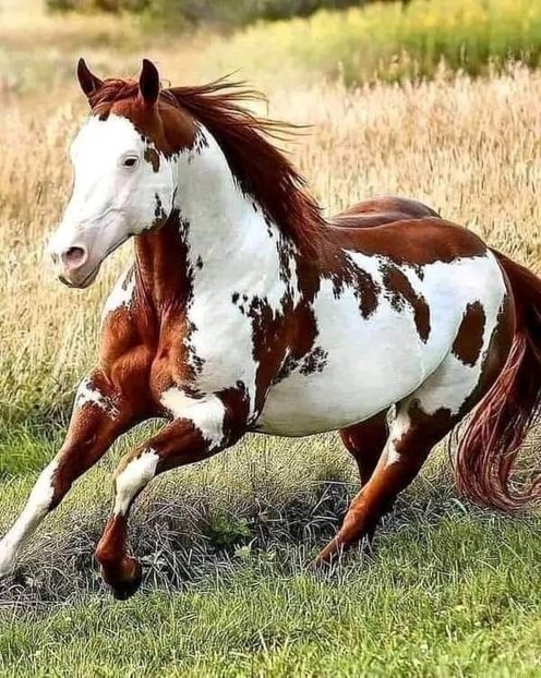  - Cai animale nobile