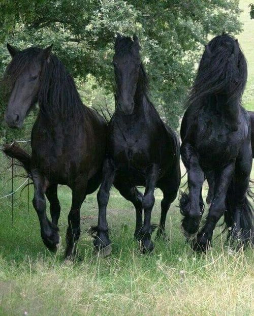  - Cai animale nobile