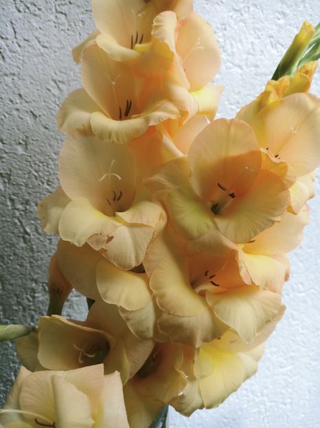 Img.2021.10.12-gladiole - N- O toană