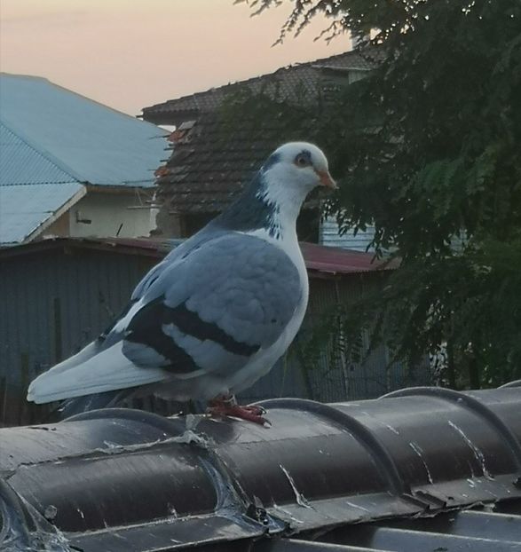  - Pui 2019 2020 2021