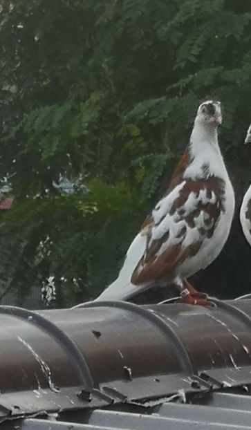  - Pui 2019 2020 2021