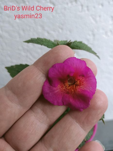 12.10.2021 - A-Achimenes BriDs