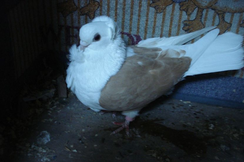 F. I. GERMANIA - perechile 2021