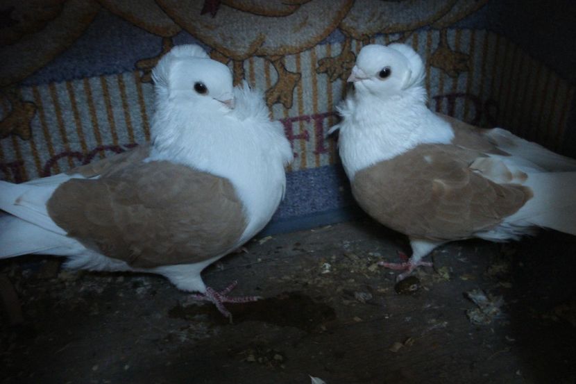 PER 23 - perechile 2021