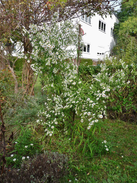  - 2021 - 03 - Toamna