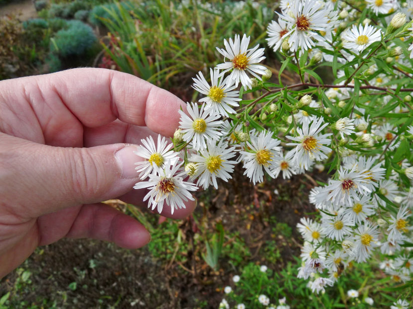  - 2021 - 03 - Toamna