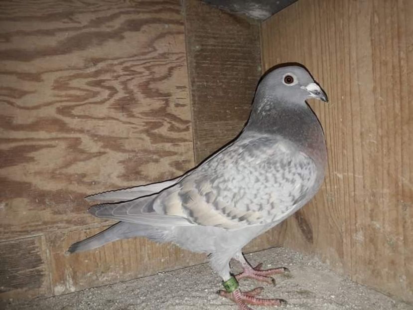  - Nu îmi aparțin 3