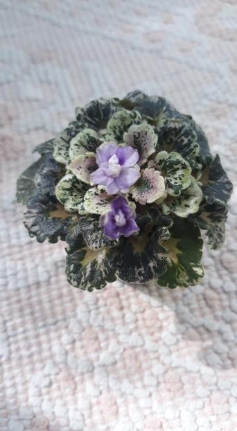 13 sept - Heavenly Girl