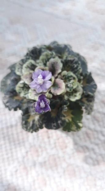 13 sept - Heavenly Girl