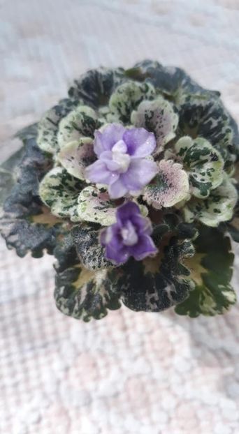 13 sept - Heavenly Girl