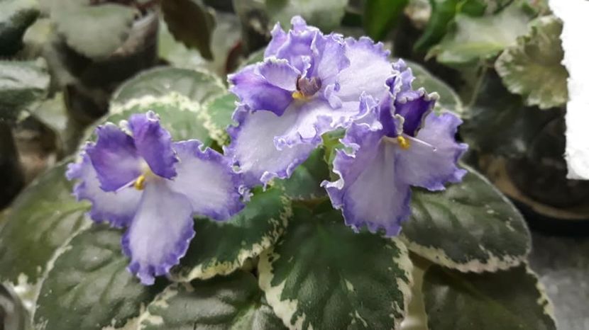 27 aug - LE Galateya