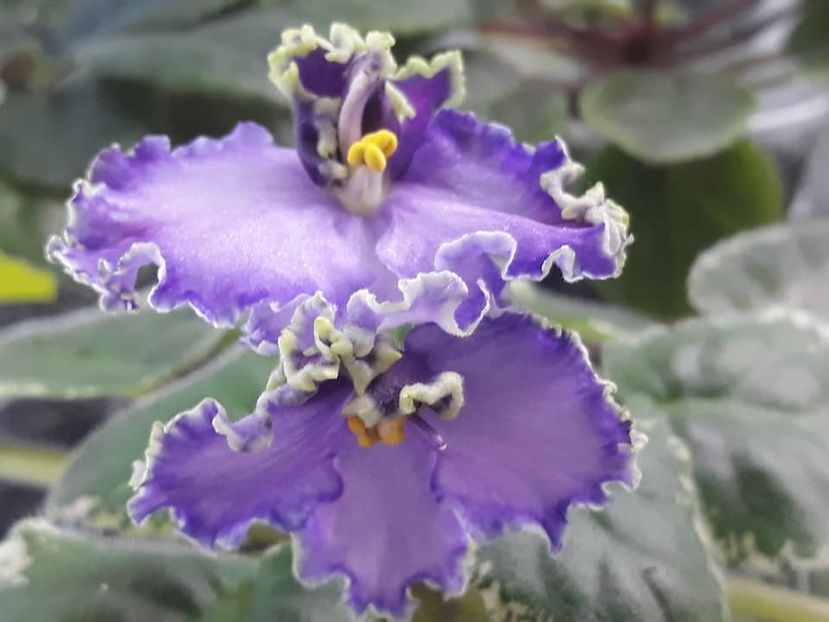 12 oct - LE Galateya