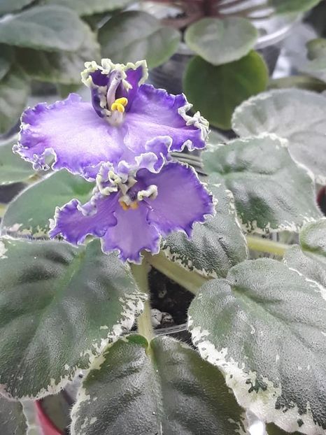 12 oct - LE Galateya