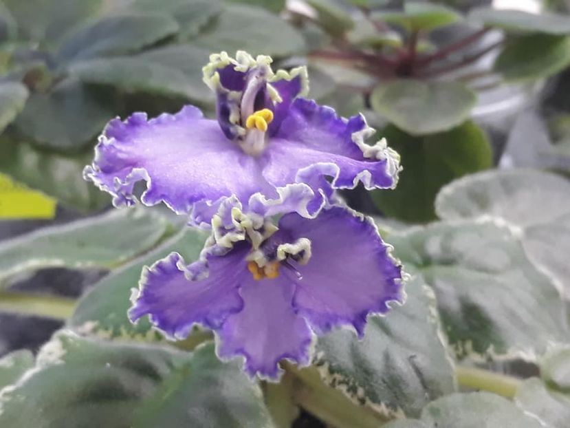 12 oct - LE Galateya